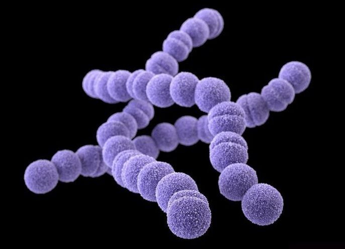 streptococci from the human body