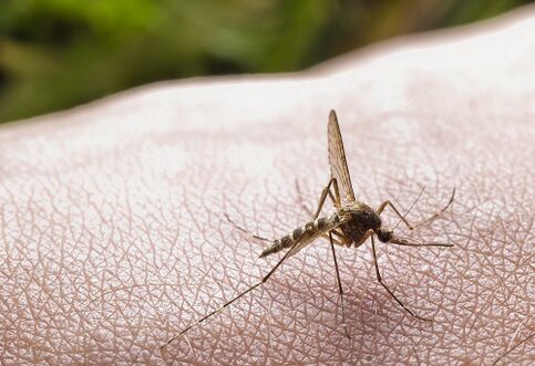 Mosquito bites as a cause of parasitic infection