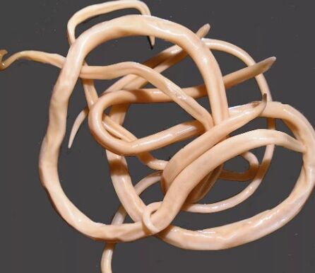 Ascarids