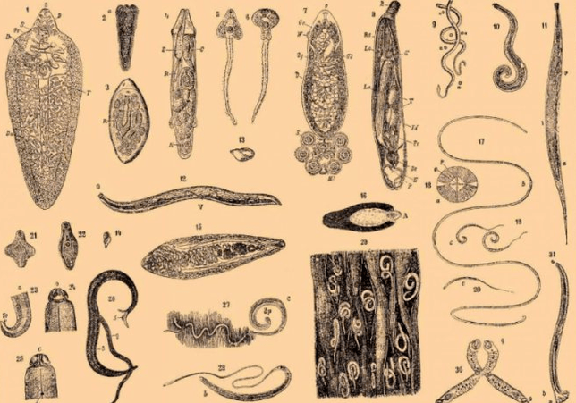 Types of parasites in human body