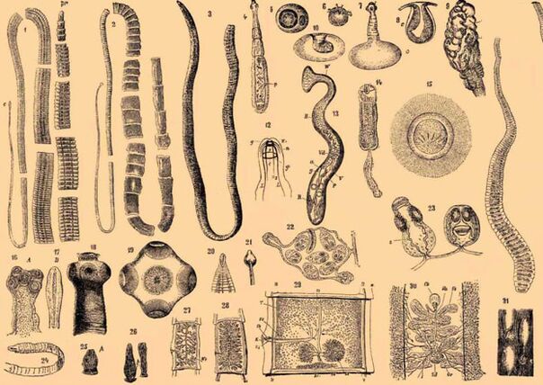 Gelmint parasites class