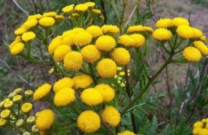 enema with tansy to eliminate parasites