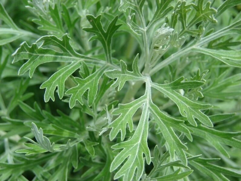 Wormwood to prepare a tincture of parasites