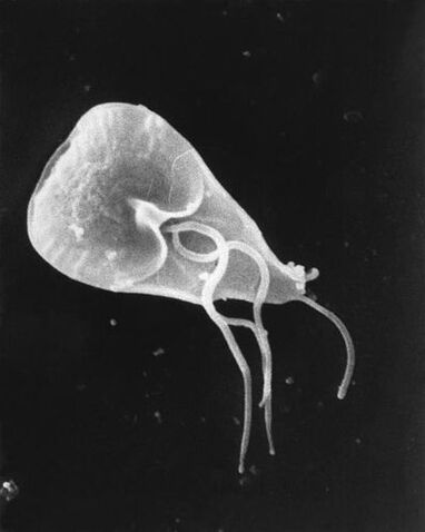 lamblia - a type of flagellar protozoa parasite